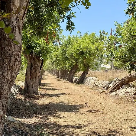 Sema -